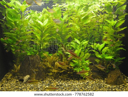 Ornamental fish which are contained in aquariums. The first mention of artificial fish breeding in China dated back to 1500 years BC. e.