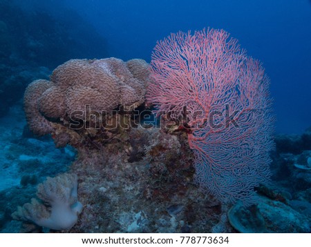 coral on the reef