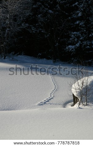 fox tracks over a frozen pond on a winter sunny day