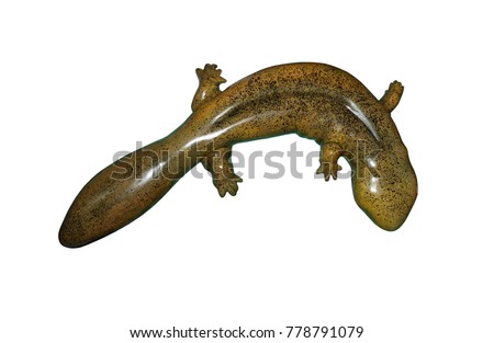 Chinese giant salamander isolated on white background, selective focus. Clipping path included. 