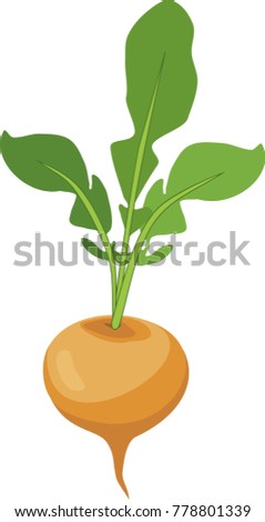 Turnip with stalk and leaves on white background Royalty-Free Stock Photo #778801339