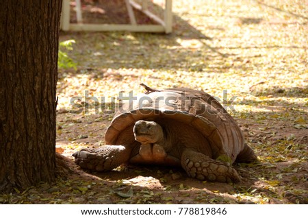 African spurred tortoise with a little lizard on his back 
