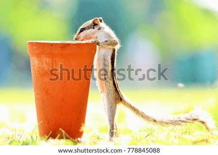 Squirrel looking into a clay pot