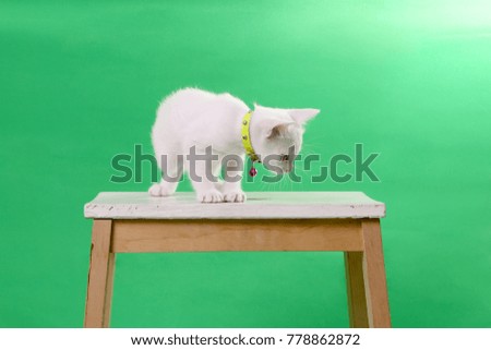 The tabby cat on the green screen.
