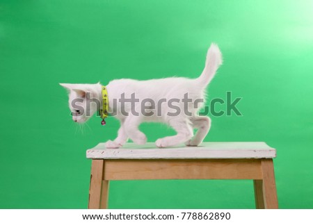 The tabby cat on the green screen.