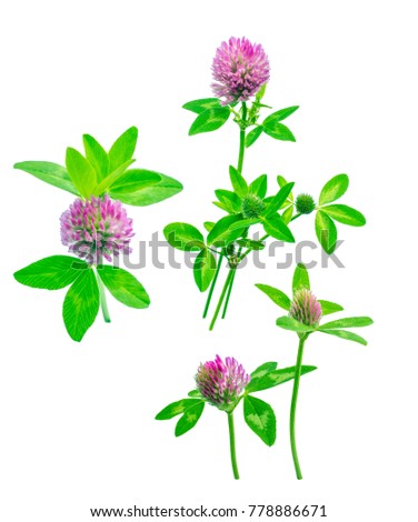 elegant summer bouquet arrangement - composition of four flowers - of leaves, flowers, buds of red meadow clover isolated on white background, ready for later edition