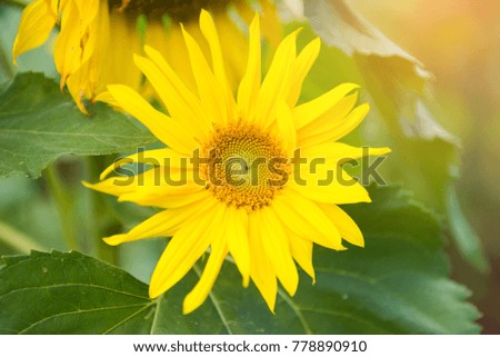 field of sunflowers under blue sky Close-up of sun flower