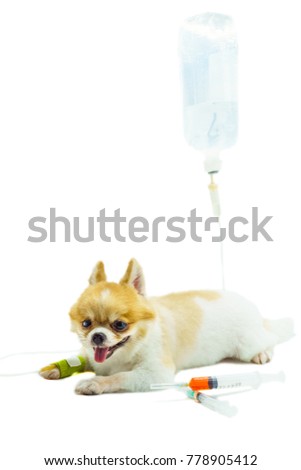 Veterinary medicine, pet, animals, health care concept - Pomeranian dog sitting on white floor and treating by Intravenous fluid therapy with syringe and drug injection or vaccination, white isolate.