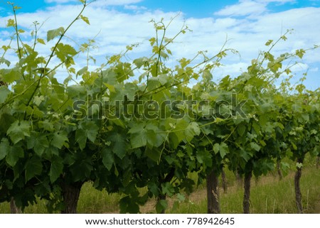 Closeup vineyards row with blue sky in spring time