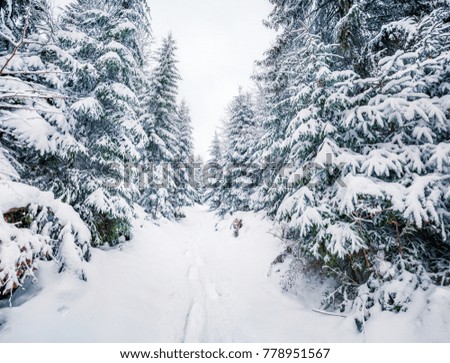 Frosty winter morning in deep wood with snow covered fir trees. Beautiful outdoor scene, Happy New Year celebration concept. Artistic style post processed photo.