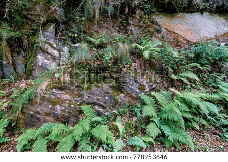 Rocks with moss and several ferns, part of a forest in the mountains in Galicia, Spain