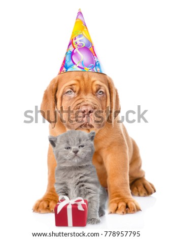 Kitten and puppy in party hat with gift box. isolated on white background