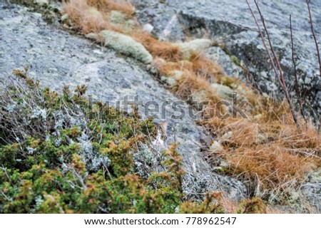 A camouflaged cat is hidden behind Juniper Bushes. Puzzle image.