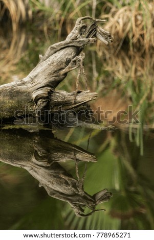 Wood reflected in the water