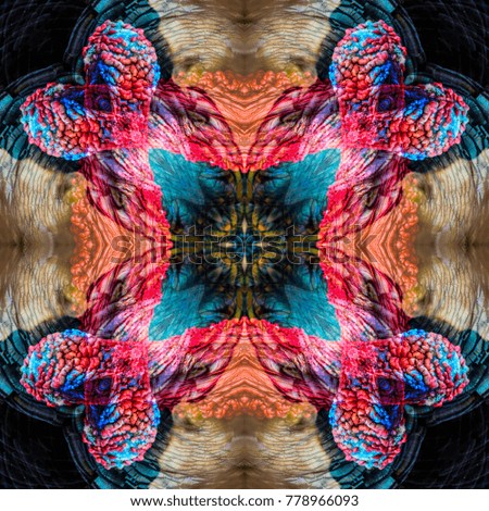 animal symmetry of art abstract turkey