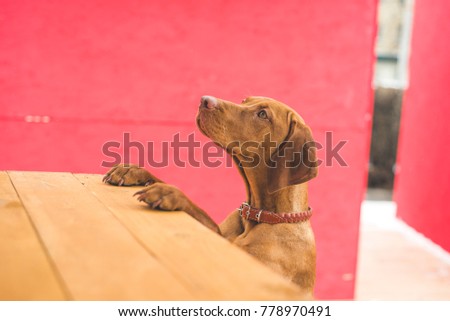 Vizsla Hungarian pointer hunter dog jumped on with her paws on a wooden tabel