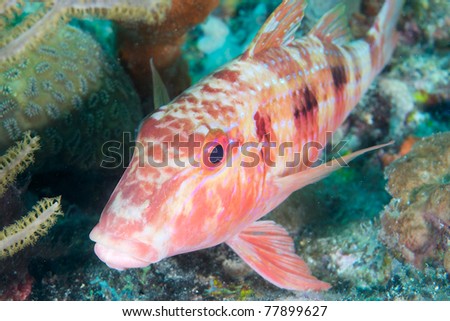 Spotted Goatfish, picture taken on a reef in south east Florida.