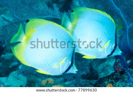Spotfin Butterflyfish picture taken in south east Florida.