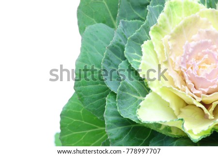Closeup picture of Kale