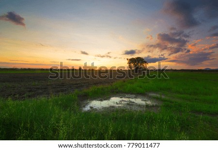 Amazing landscape with green paddy field with beautiful sunrise background, beautiful natural wallpaper