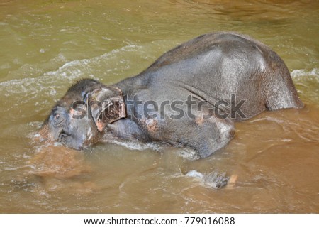 bathe elephants in Mae Sa Noi river at Mae Sa elephant camp in Chiang Mai, Thailand