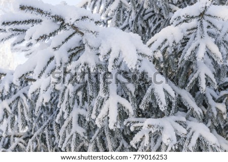 Spruce branches under the cap of snow, frozen fir branch in snow isolated on the white background, christmas tree green spruce tree with fresh snow on white, fir twig covered with snow, winter 