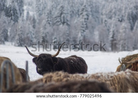 A typical scottish highland cattle in winter conditions. A bull from Scotland standing on snow and eating.