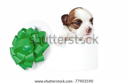  sweet Chihuahua puppy inside of gift box with green bow on white background