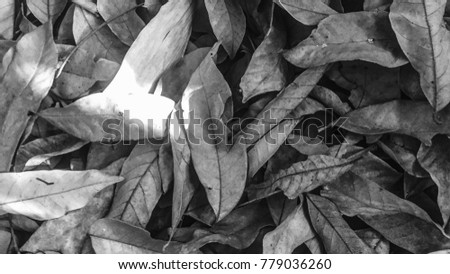 Dry leaves, Black and white picture.