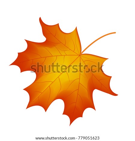 autumn maple leaf vector on a white background Royalty-Free Stock Photo #779051623