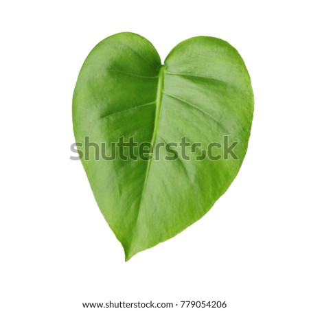 Green leaf of tropical monstera isolated on white