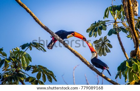 Couple of toucans feeding on a tree with blue sky