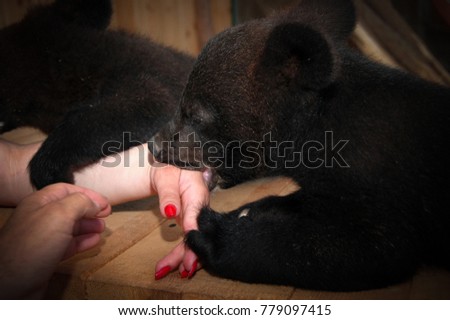 bear cub in the cage of the zoo