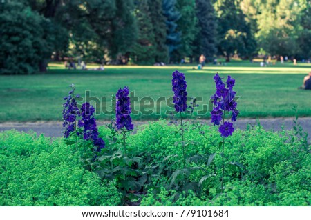 bush with lilac flowers among the park