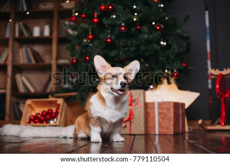 Corgi puppy dog stands near christmas tree with a lot of red toys and presents