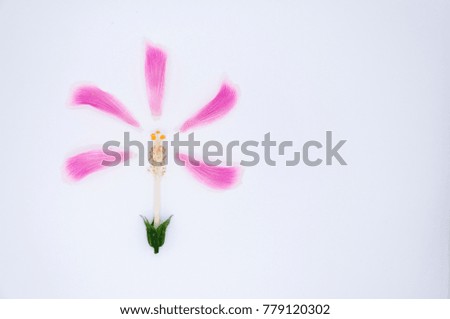 pink petal of hibiscus flower around pollen on white background