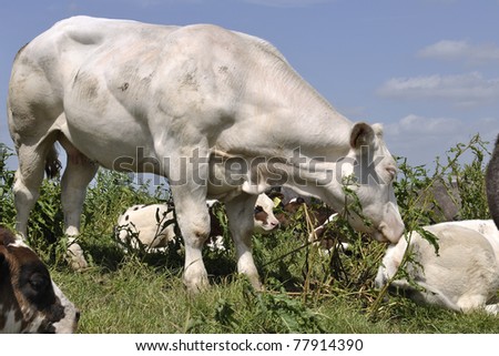 big white cow with calf on biological farmland