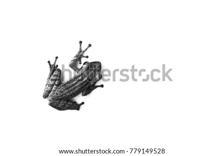 Black and White tone a life Frog isolated white background 