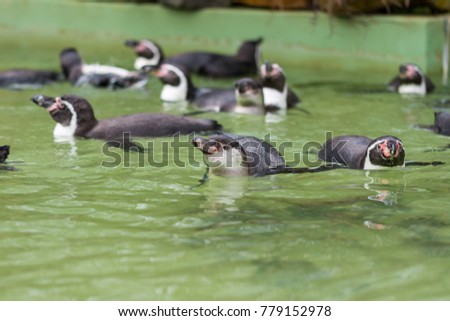 Humboldt penguin swimming in water, portrait of penguin.