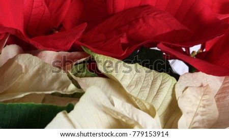 Red and White Poinsettias - Close up photograph of red and white poinsettia flowers and leaves. Selective focus on the center of the image. 