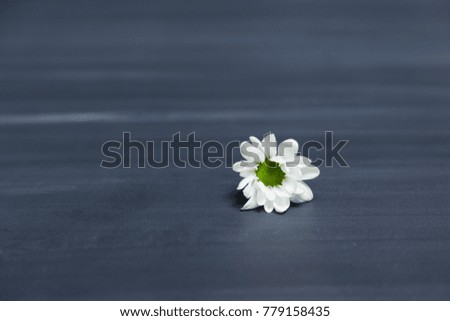 White daisy flower on rustic chalkboard table surface, with blur copy space background.