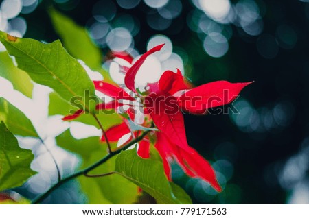 Green and red plant in garden and blur background, flash condition
