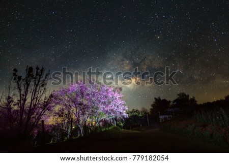 Landscape Milky way galaxy and cherry blossom pathway in Khun Wang ChiangMai, Thailand. Long exposure photograph.With grain