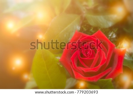 Beautiful bouquet of flowers with sunset flare effect. Red rose still in warm lighting background, image for Valentine or Celebrate concept