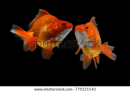 Goldfish Koky Baground black