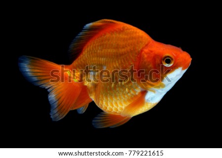 Goldfish Koky Baground black