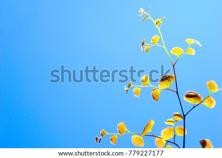 Fresh ferns isolated on blue sky background. Copy space. Beautiful. Can be use to create brochure , leaflet or website.