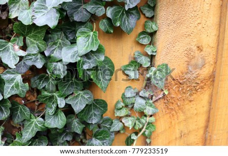 Closeup of Green Ivy Leaves Climbing on Wooden Fence