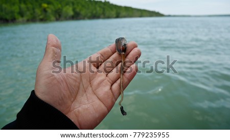 Lingula anatina at Trat sea and mangrove forest background Royalty-Free Stock Photo #779235955