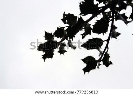 Silhouette of Holly Leaves Branch Isolated on White Background